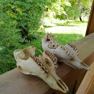 Set of 7 Perfect Roe Deer Skulls Antlers Complete Entire Unsawn Skull Teeth Gothic taxidermy collectible anatomy garden decor exhibit