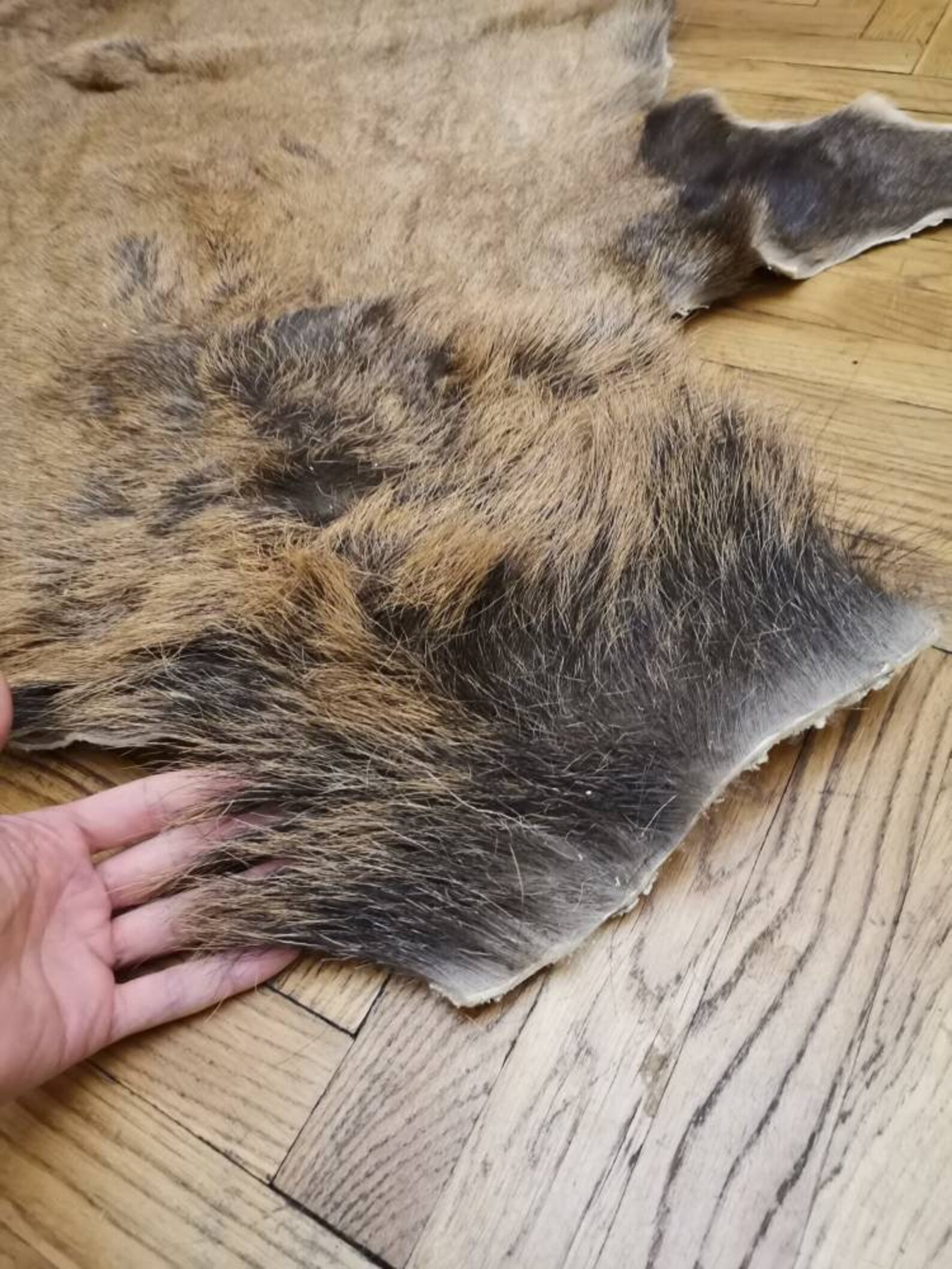 Large natural red deer skin hide pelt area rug carpet Cervus Etsy