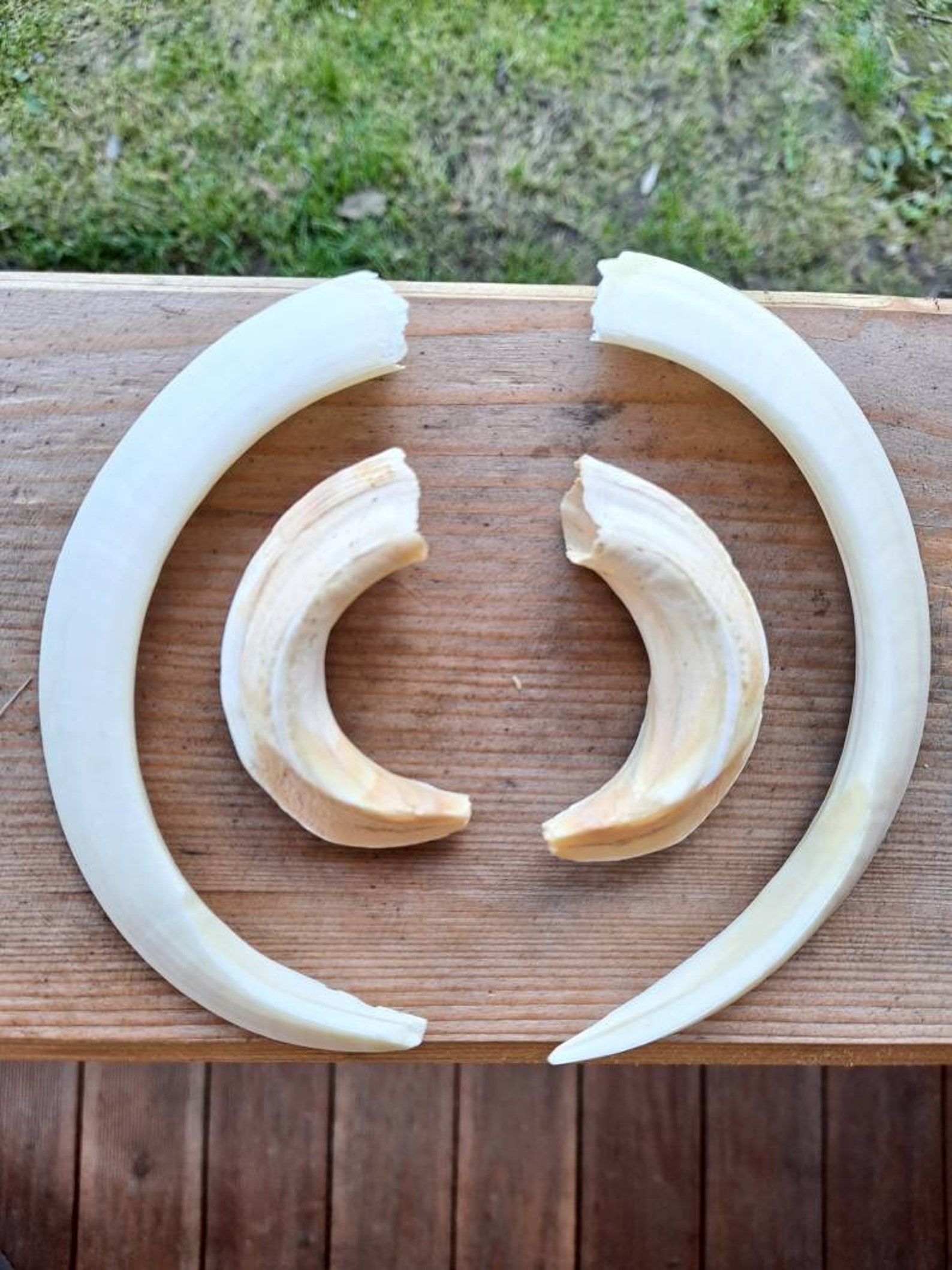 Large wild boar tusks 1 set for sale as seen in the | Etsy