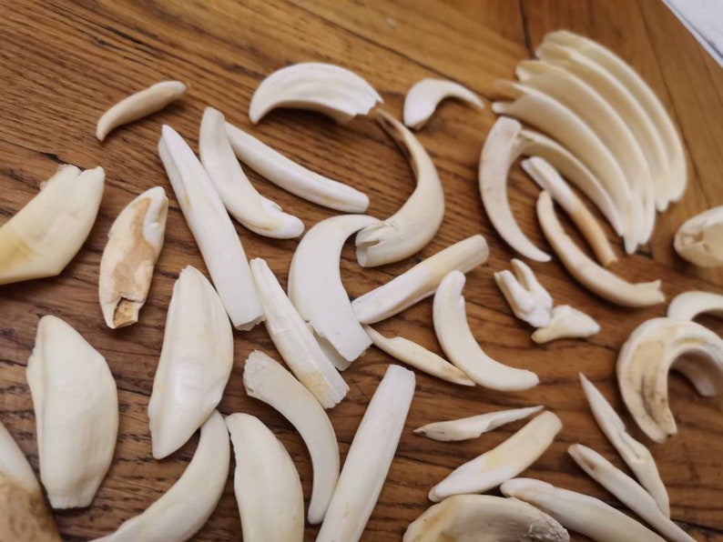 Wild Boar Tusks Set of 46 Sale as Seen in the Photography Etsy