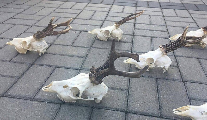 Set of 7 Perfect Roe Deer Skulls Antlers Complete Entire Unsawn Skull Teeth Gothic taxidermy collectible anatomy garden decor exhibit