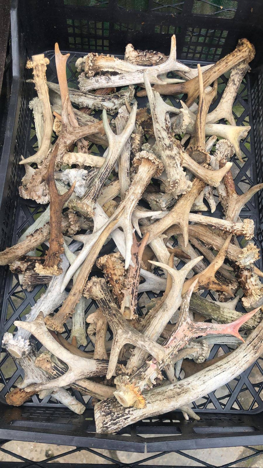 Set Bulk of 20 Deer Whole Antlers Not Cut up Antlers and Last Long With