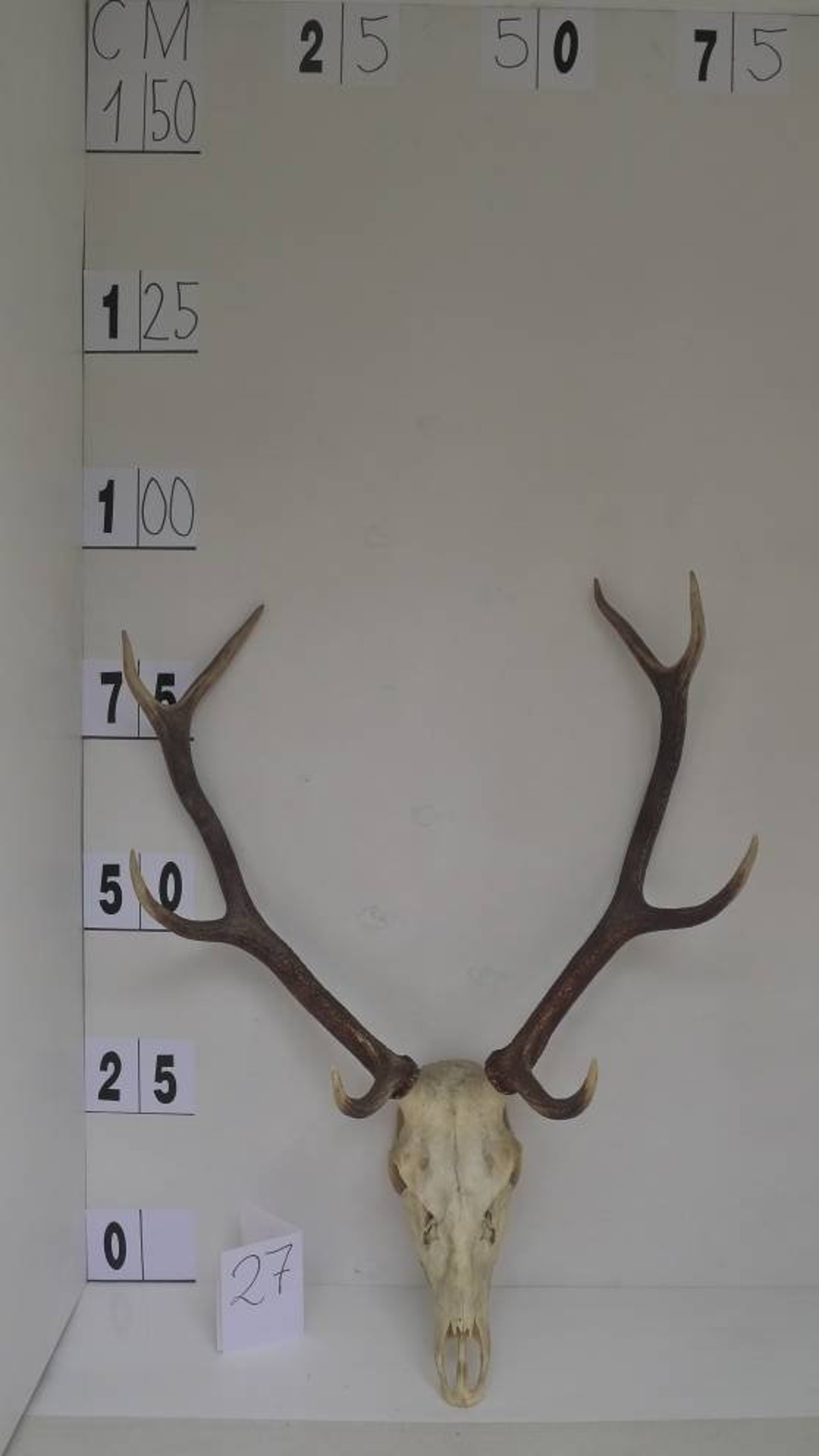 Appendiabiti Da Parete Con Cervo - Italia - Foto 7