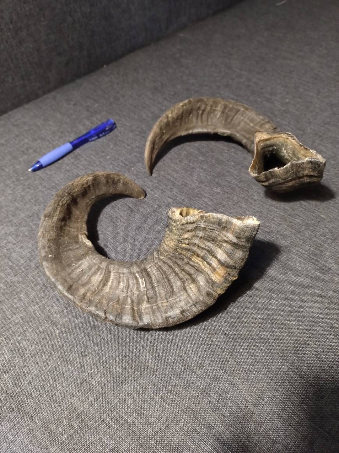 Pair of Large Ram Horns Bull Sheep Horns. Horn Antler Dog Chew Natural