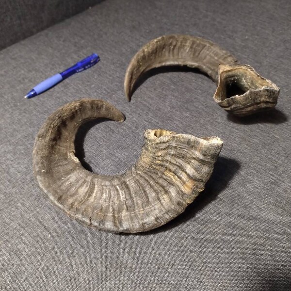 Cow Horn Dog Chew Etsy