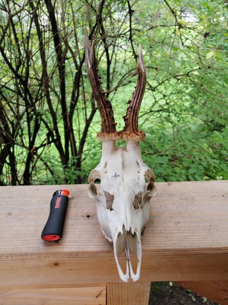 Set of 7 Perfect Roe Deer Skulls Antlers Complete Entire Unsawn Skull Teeth Gothic taxidermy collectible anatomy garden decor exhibit