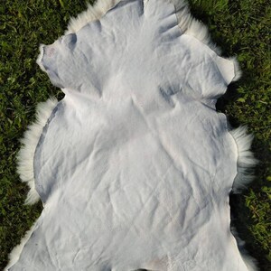 Piel de oveja alfombra ocultar piel de lana Pelt taxidermy | Etsy