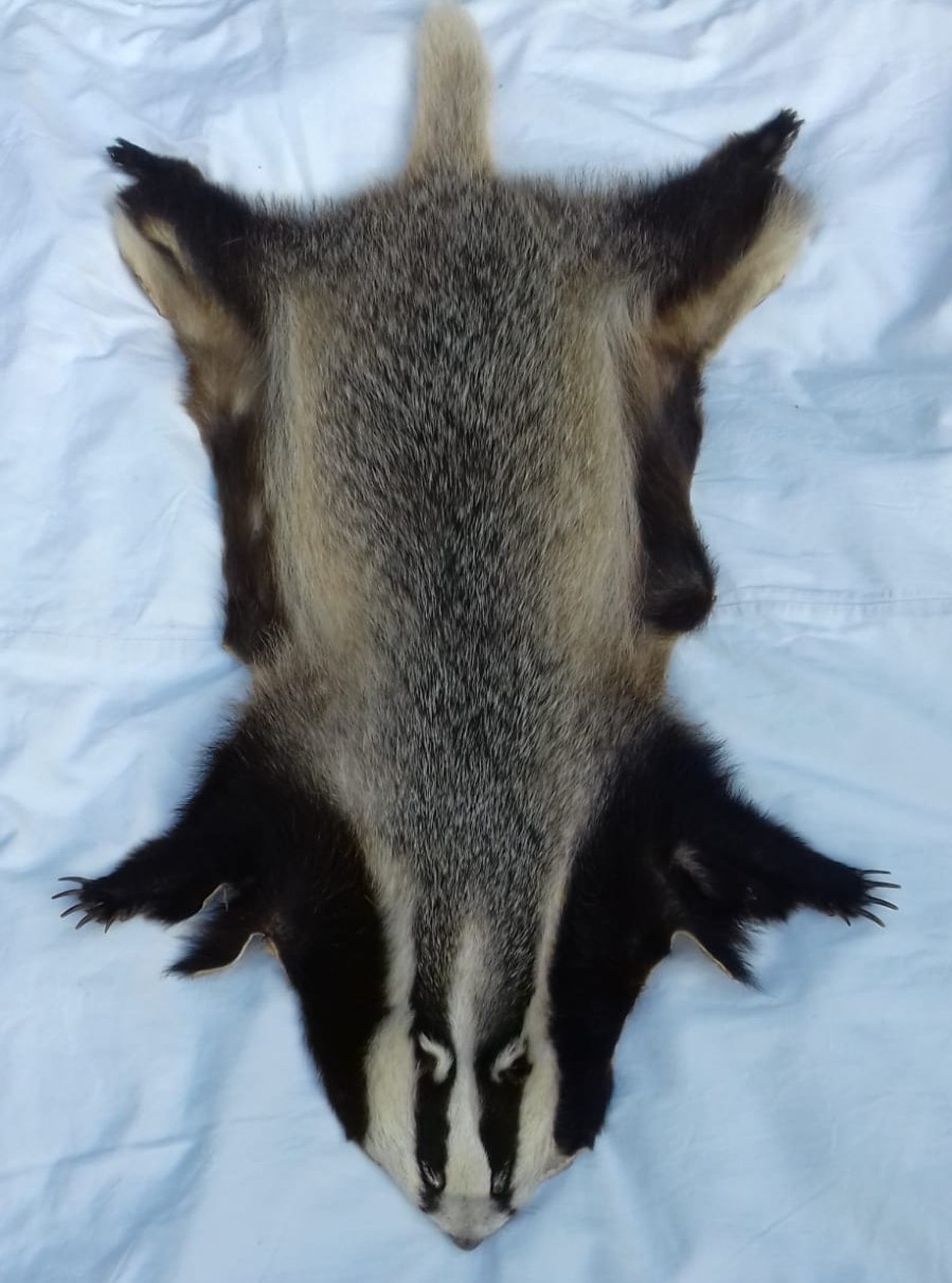 Badger skin hide taxidermy hunter house home decor Etsy