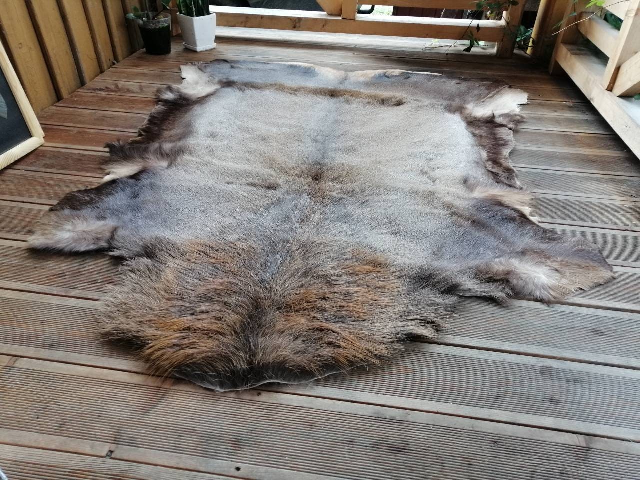 Large Giant Red Deer Skin Hide Cervus Elaphus Stag Fur Pelt Etsy