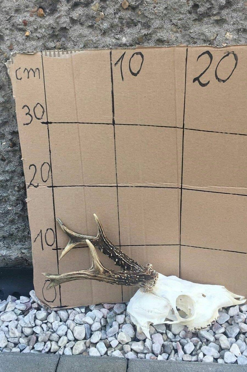 Set of 7 Perfect Roe Deer Skulls Antlers Complete Entire Unsawn Skull Teeth Gothic taxidermy collectible anatomy garden decor exhibit