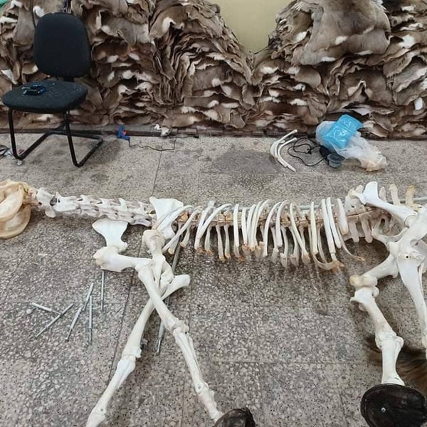 Life Size Skeleton Horse Etsy