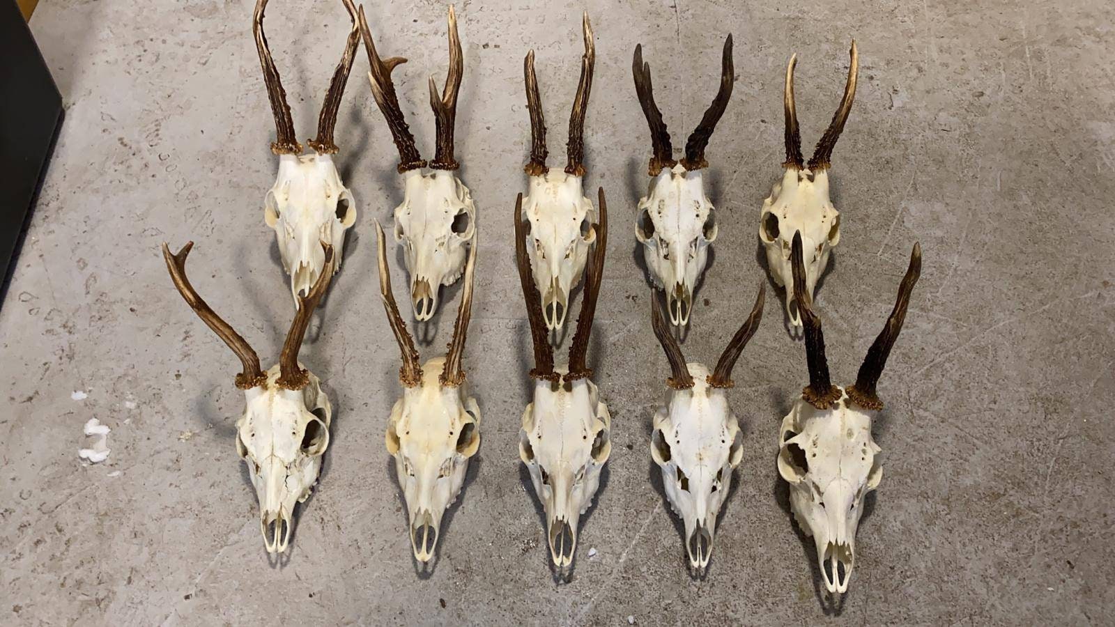 Set of 7 Perfect Roe Deer Skulls Antlers Complete Entire Unsawn Skull Teeth Gothic taxidermy collectible anatomy garden decor exhibit
