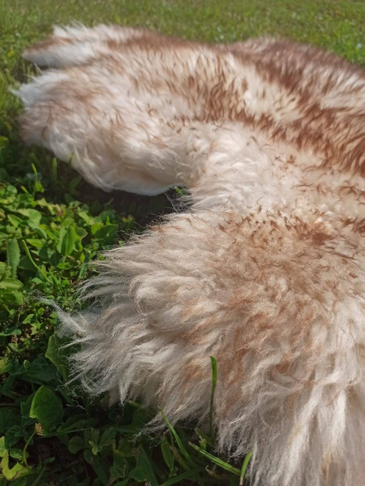 Quality sheepskin rug pelt hide fur. Lamb wool soft fluffy Etsy