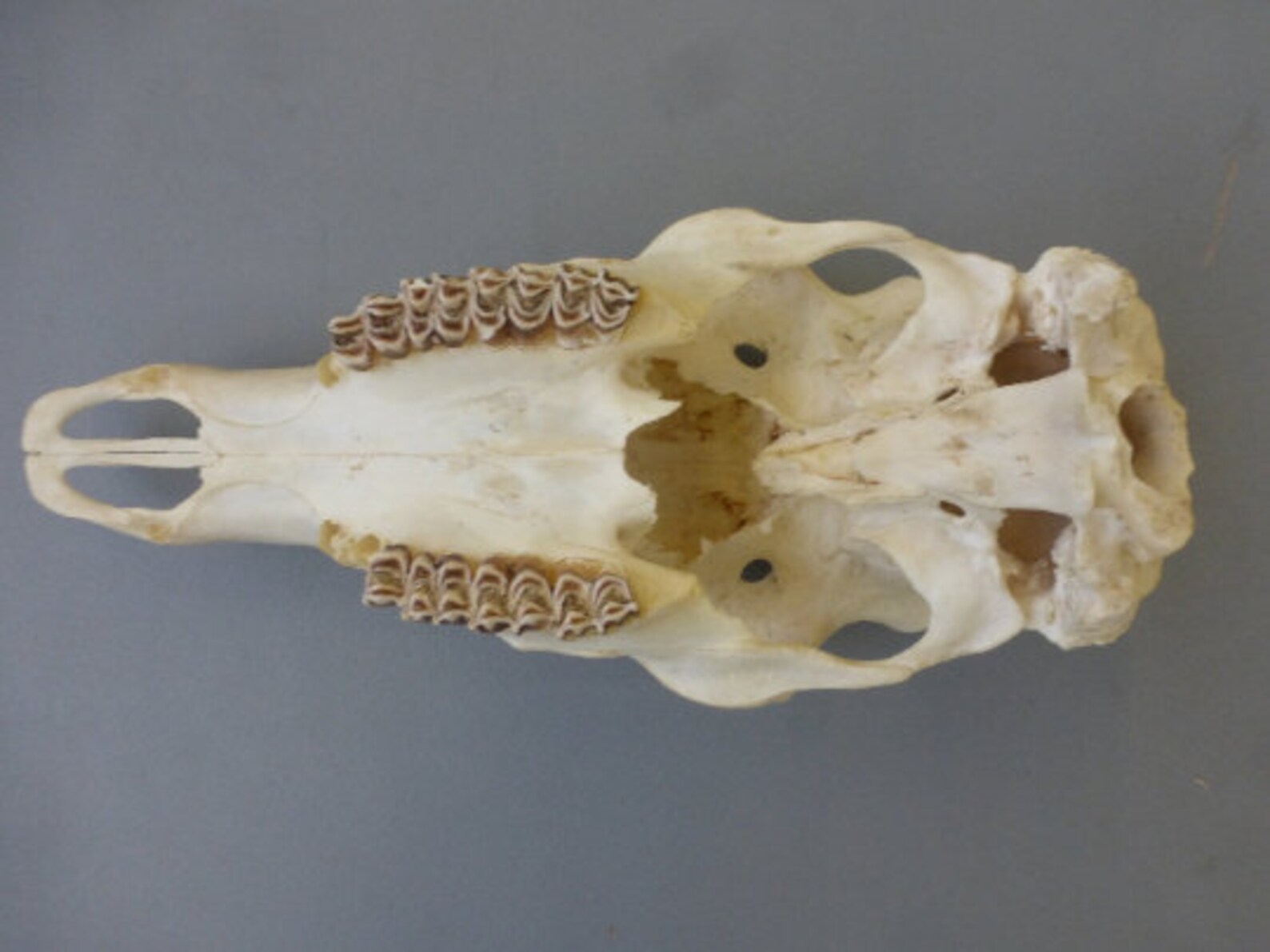 Red Deer Stag Upper Skull Cervus Elaphus Complete Jaws Etsy