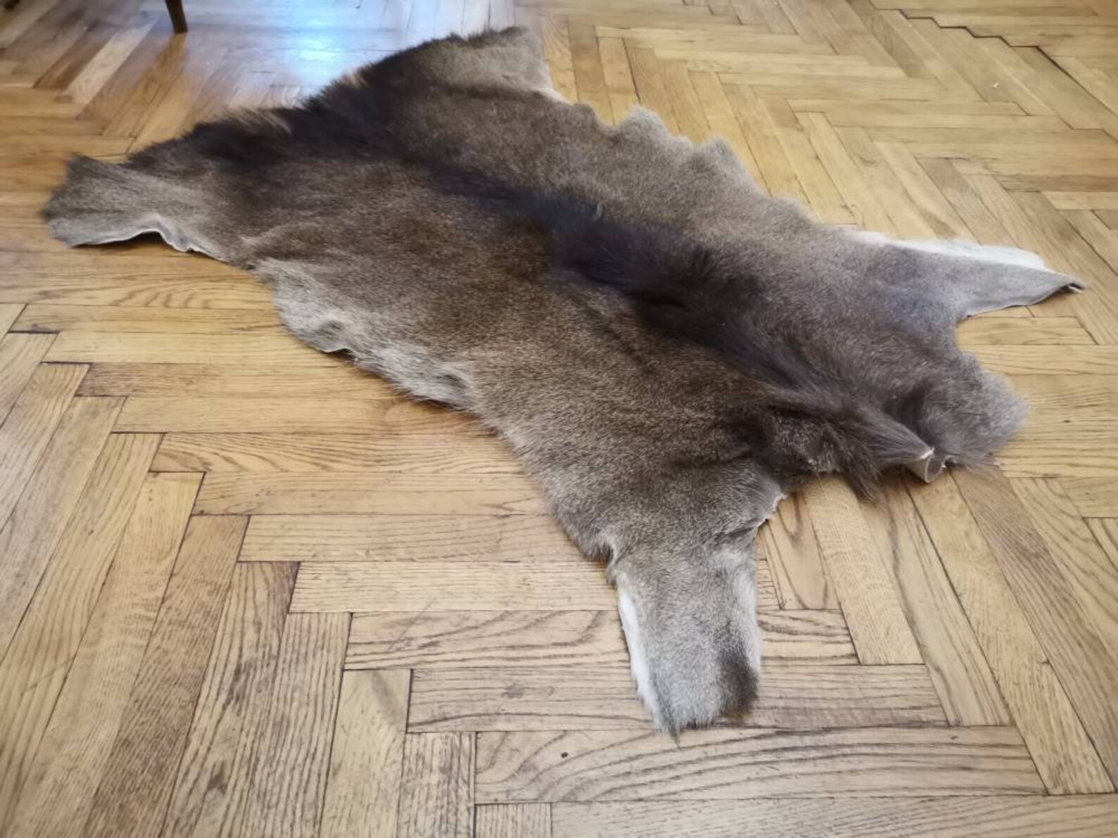 Red Deer Skin Hide cervus Elaphus Stag Fur Pelt Rug Etsy