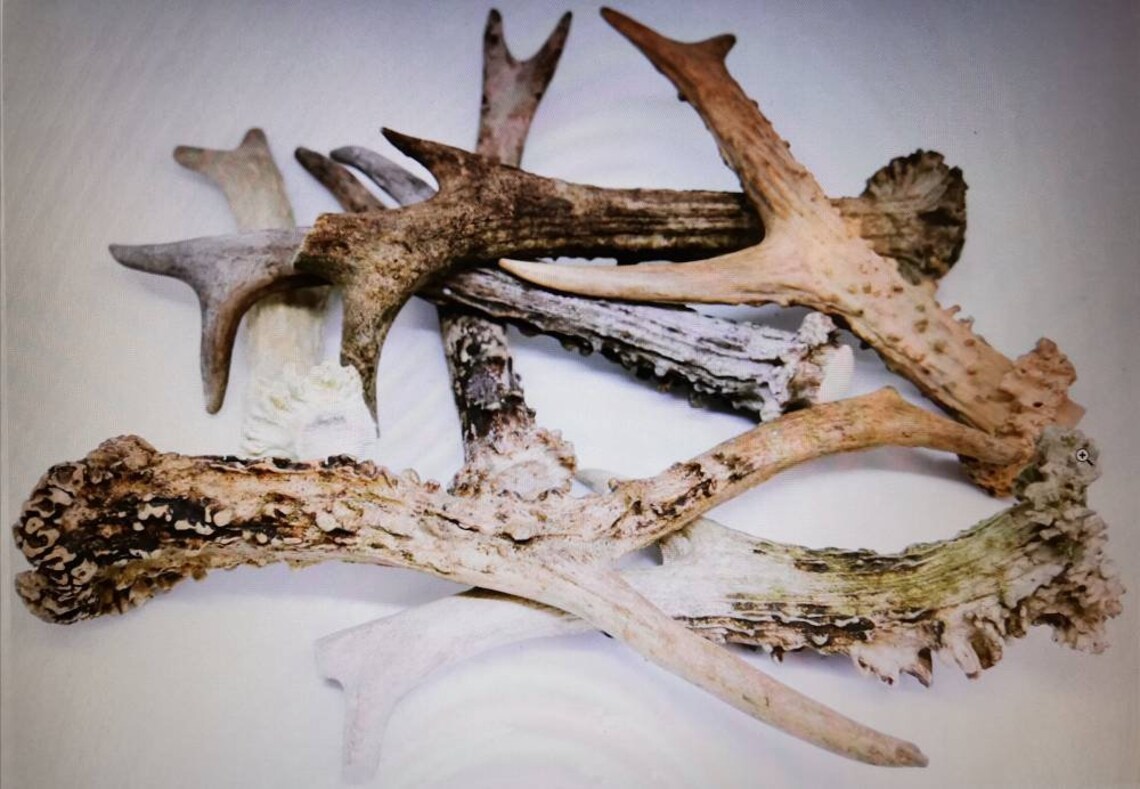 Set Bulk of 10 Deer Whole Antlers Not Cut up Antlers and Last Etsy