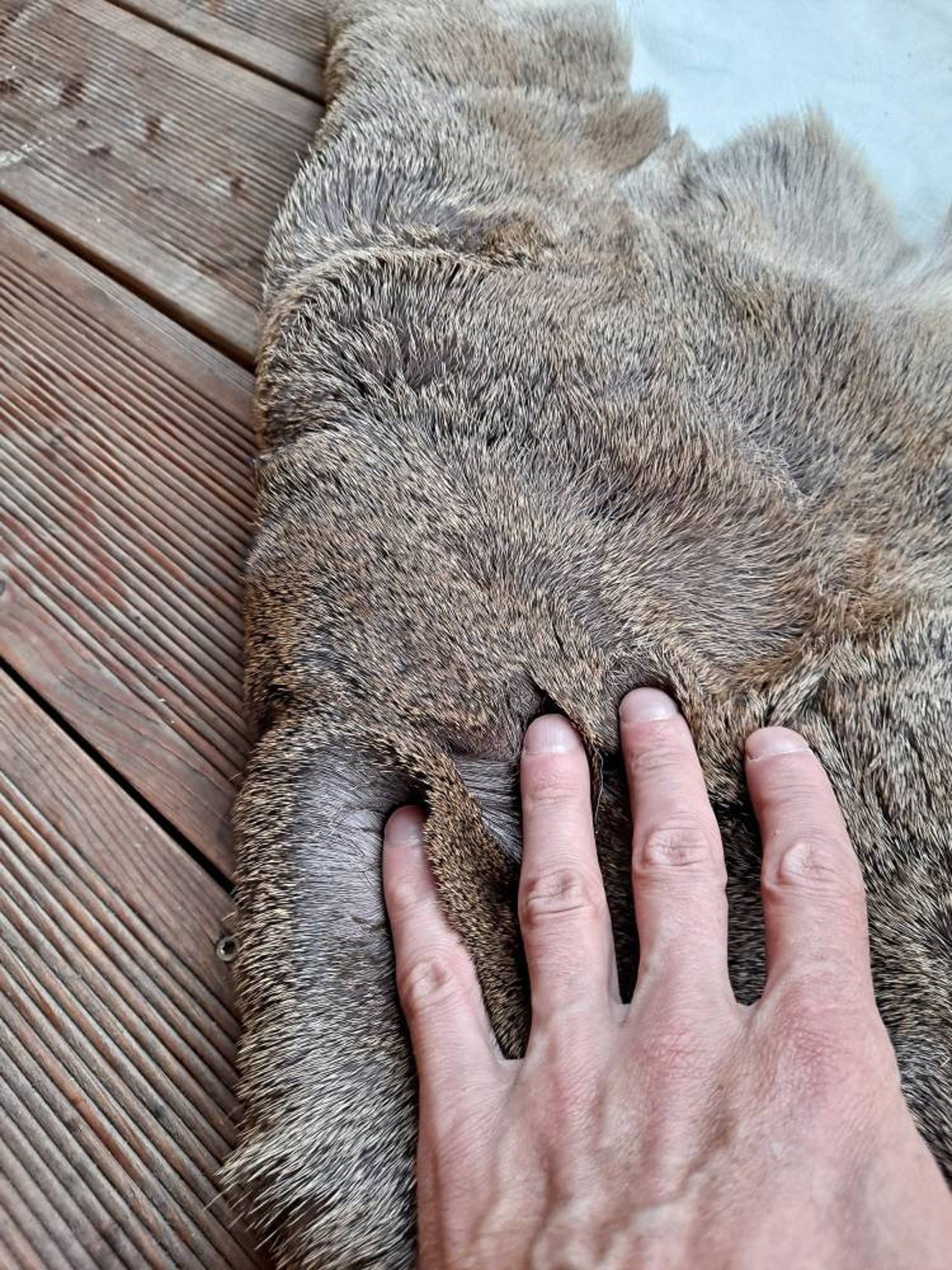 Roe Deer Skin Hide Rug Winter Long Hair Silverish Coat Fur Etsy