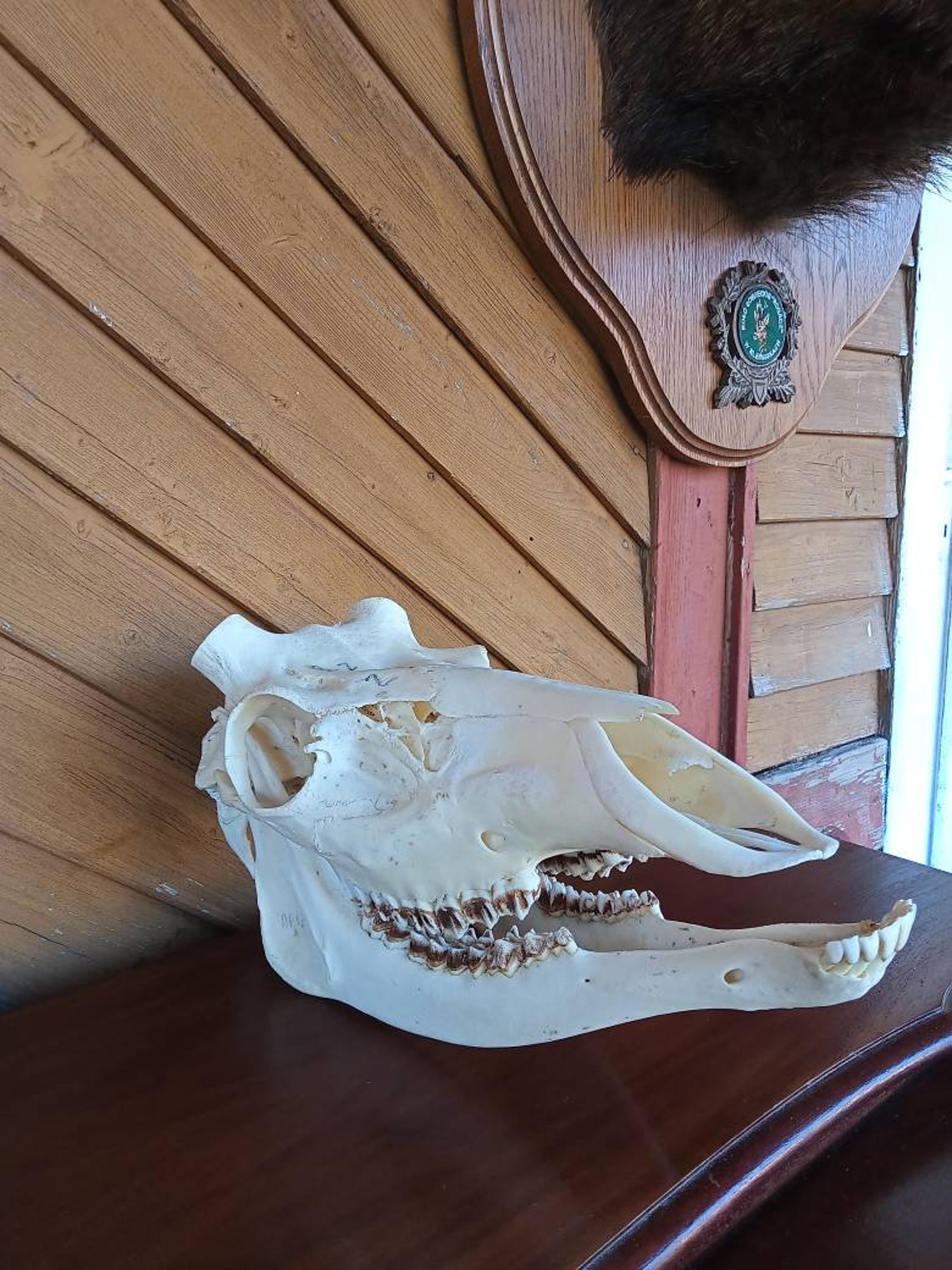 Red Deer Stag cervus Elaphus Complete Skull Lower Upper Jaws Etsy