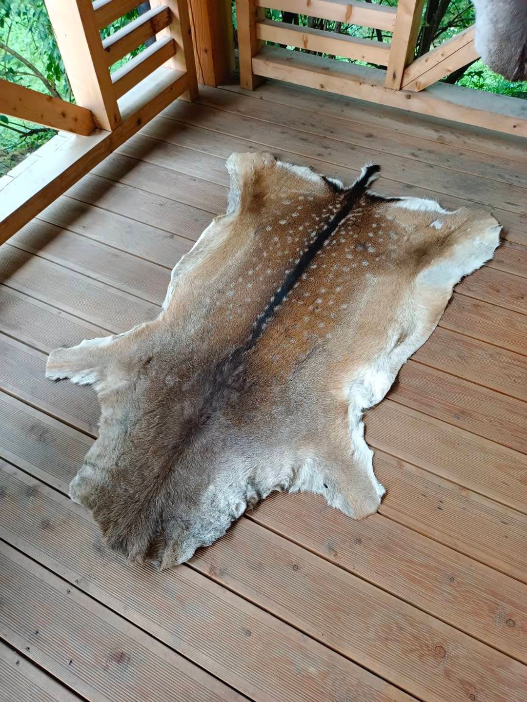 Large Fallow Deer Rug Skin Hide Fur Pelt Hunting House Home Etsy