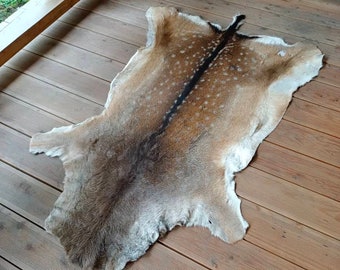 1 X Fallow Deer Skin floor rug art craft antlers horns skull 110-130cm Long 