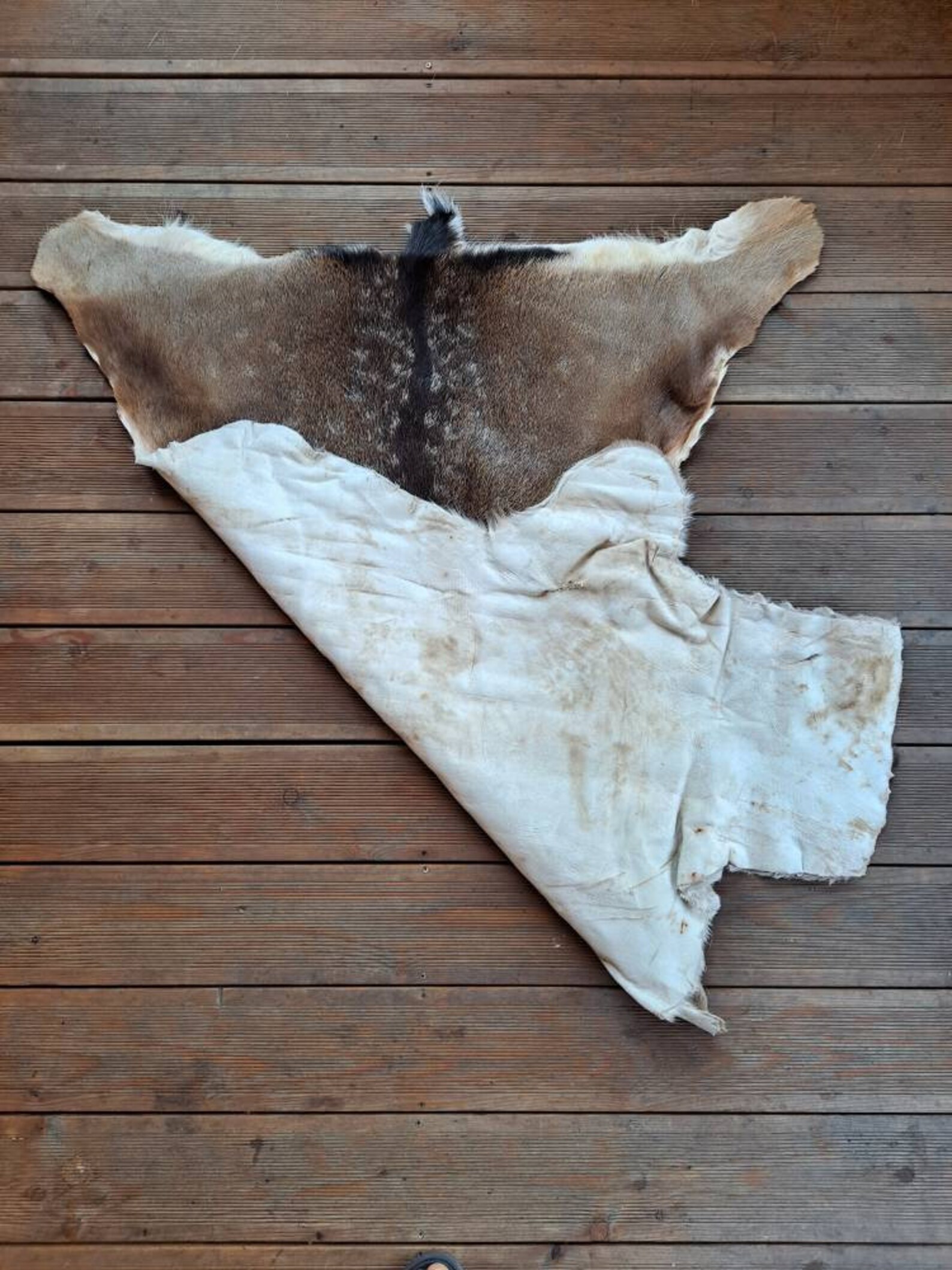 Large Fallow Deer Skin Hide Rug Fur dama Dama Living Room Etsy