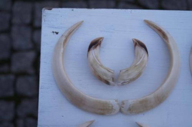 Wild boar tusks 1 set for sale as seen in the photography. | Etsy