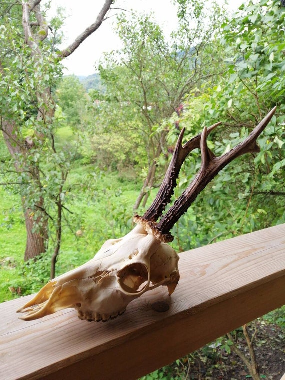 1 Roe Deer Skull Antlers Compleet Gehele Unsawn Skull Tanden