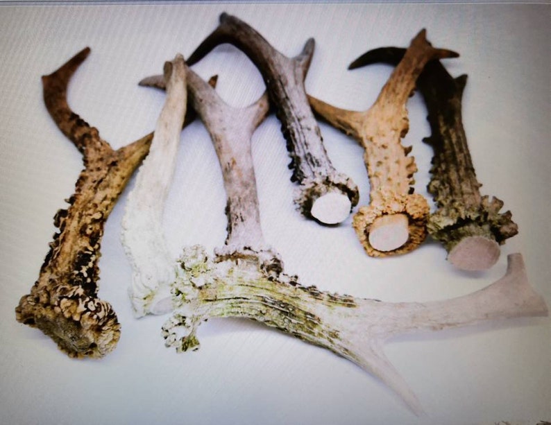 Set Bulk of 10 Deer Whole Antlers Not Cut up Antlers and Last Etsy