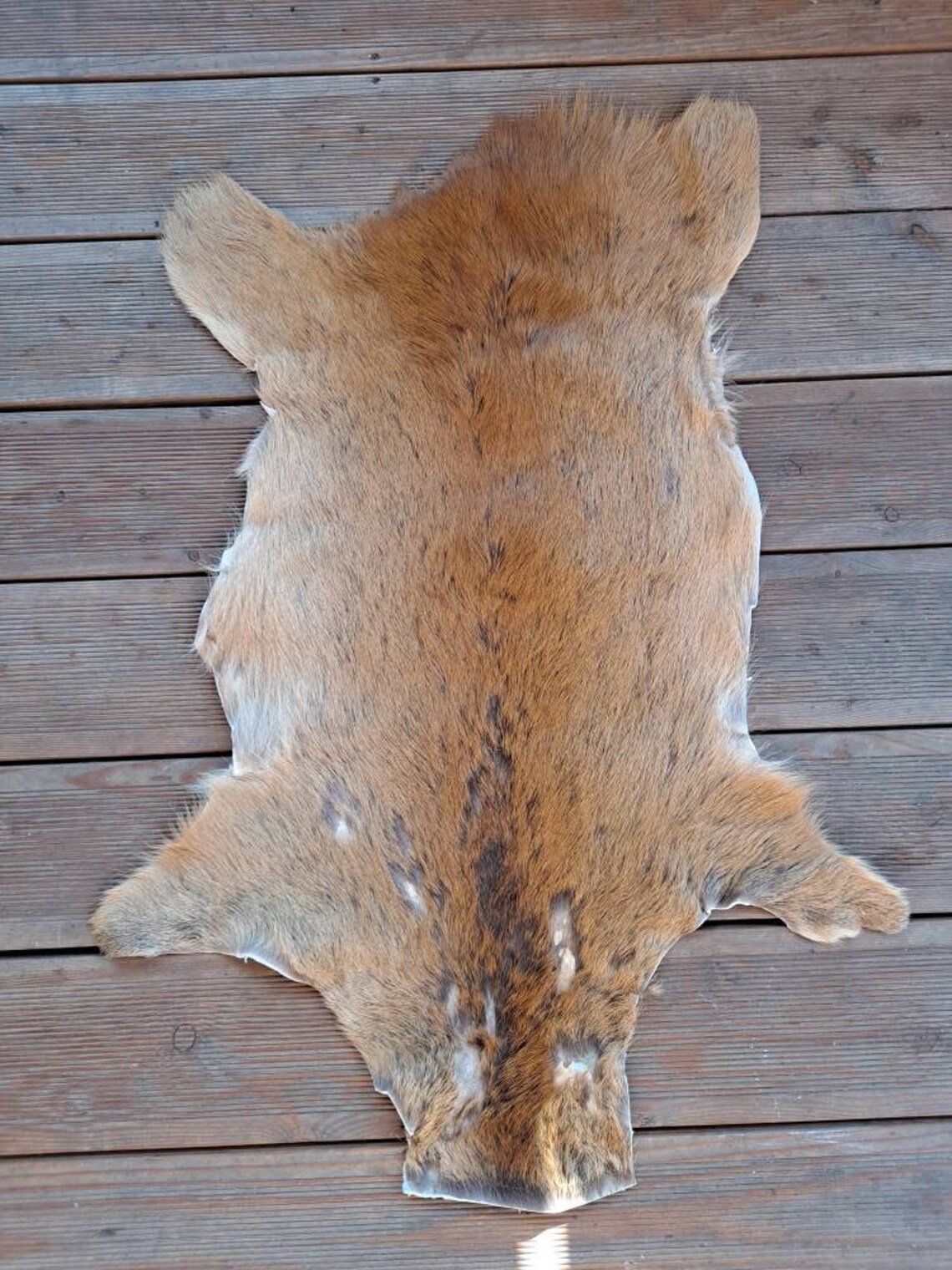 Roe deer skin hide rug summer coat fur floor home decor pets Etsy