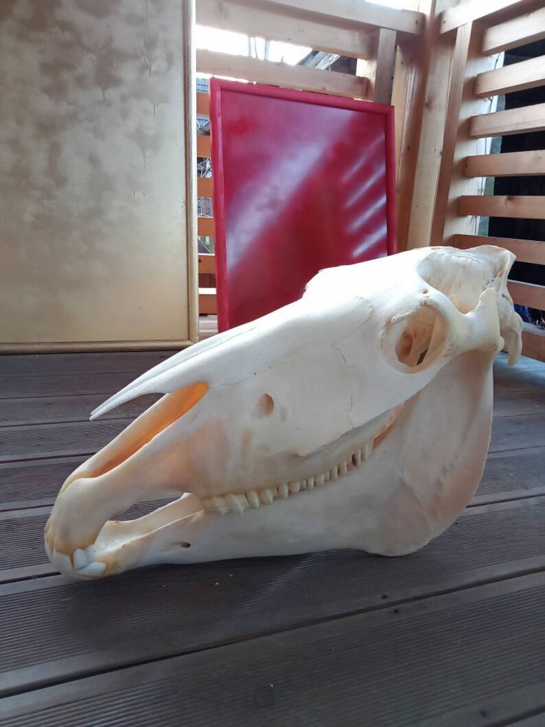 Animal Skull Replica Taxidermy Study Prop Ornament Halloween Decoration 