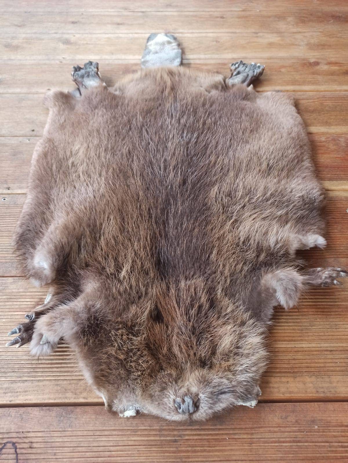 European Wild Beaver Skin Quality Hide Home Decor Display Etsy