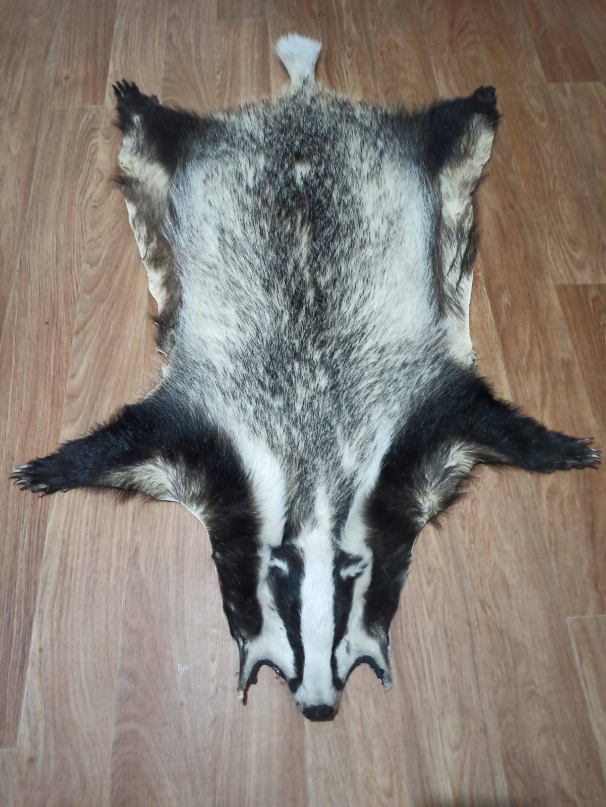 Continental European wild badger skin rug hide fur pelt Etsy