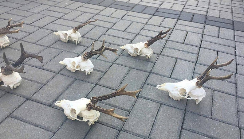 Set of 7 Perfect Roe Deer Skulls Antlers Complete Entire Unsawn Skull Teeth Gothic taxidermy collectible anatomy garden decor exhibit