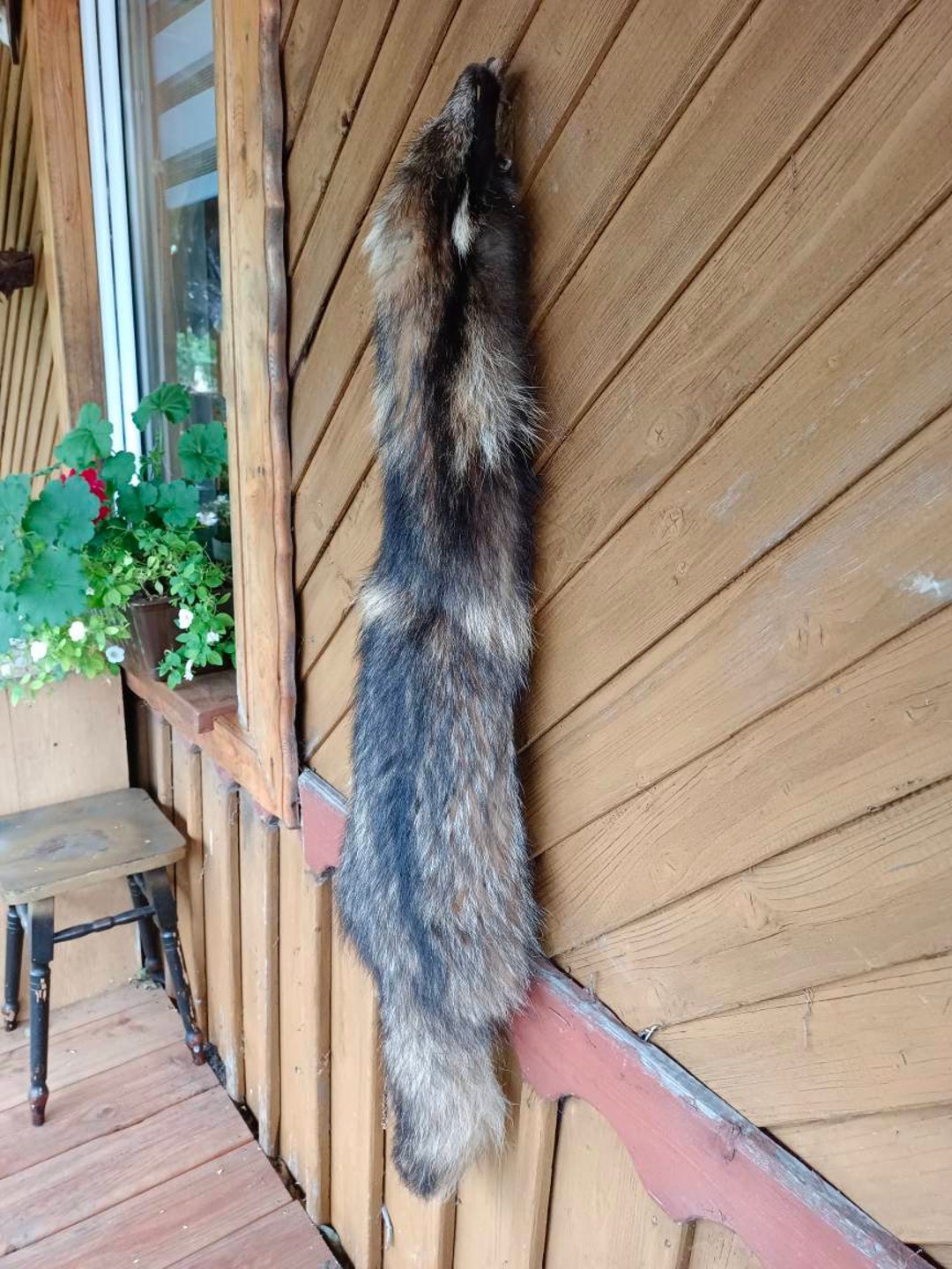 Raccoon Pelt Skin Hide Fur Complete Belly Paws Face, Racoon Taxidermy