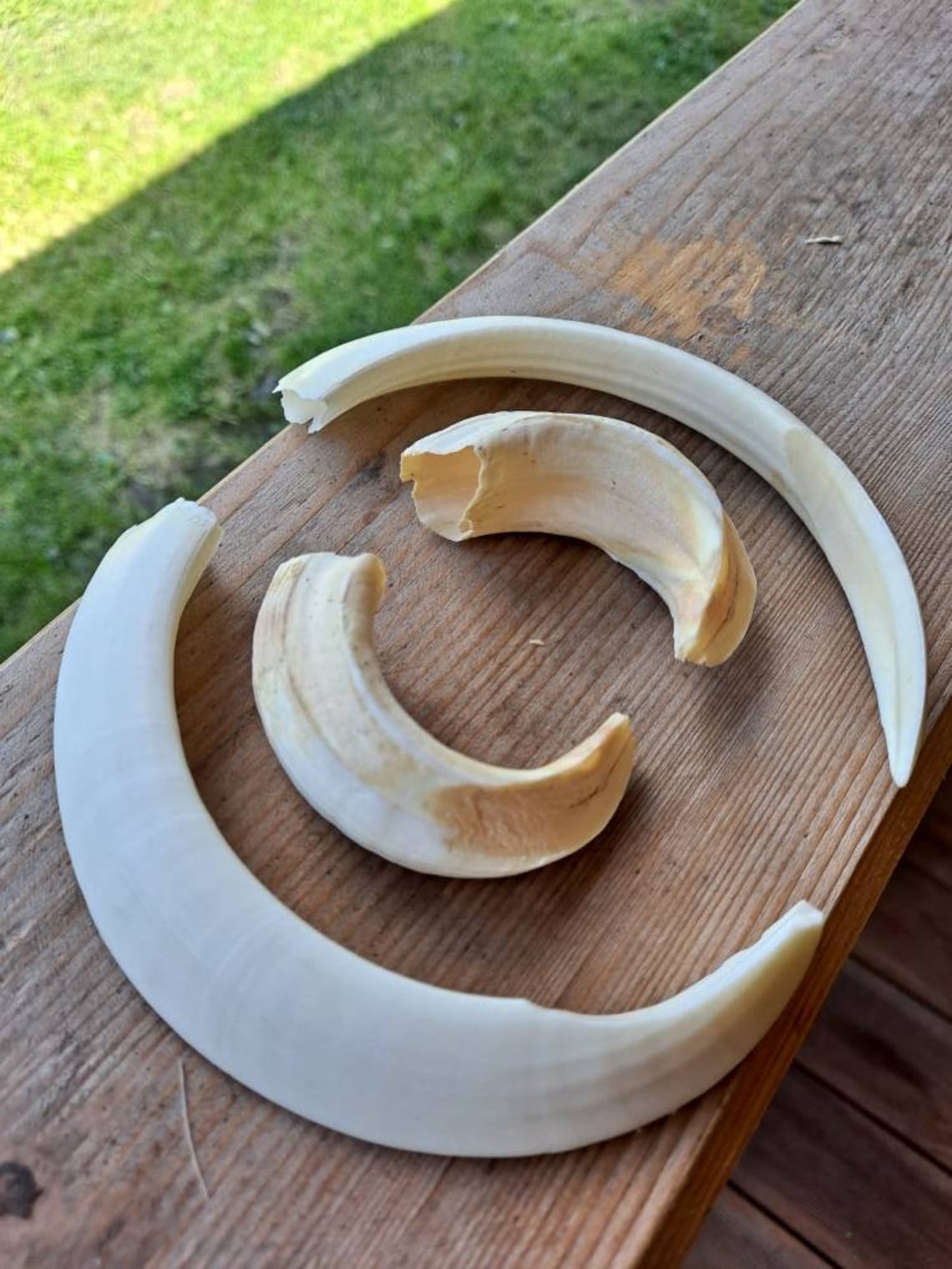Large wild boar tusks 1 set for sale as seen in the | Etsy