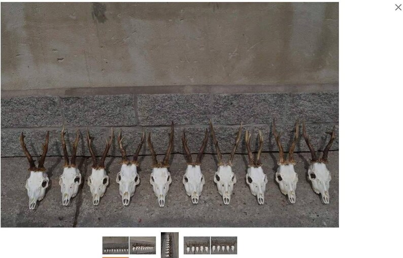 Set of 7 Perfect Roe Deer Skulls Antlers Complete Entire Unsawn Skull Teeth Gothic taxidermy collectible anatomy garden decor exhibit