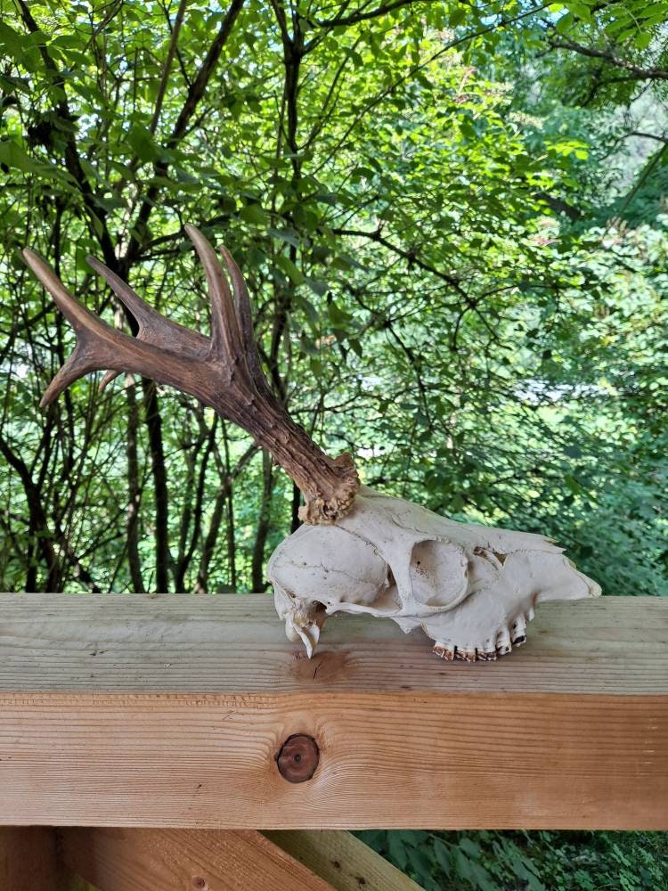 Set of 7 Perfect Roe Deer Skulls Antlers Complete Entire Unsawn Skull Teeth Gothic taxidermy collectible anatomy garden decor exhibit