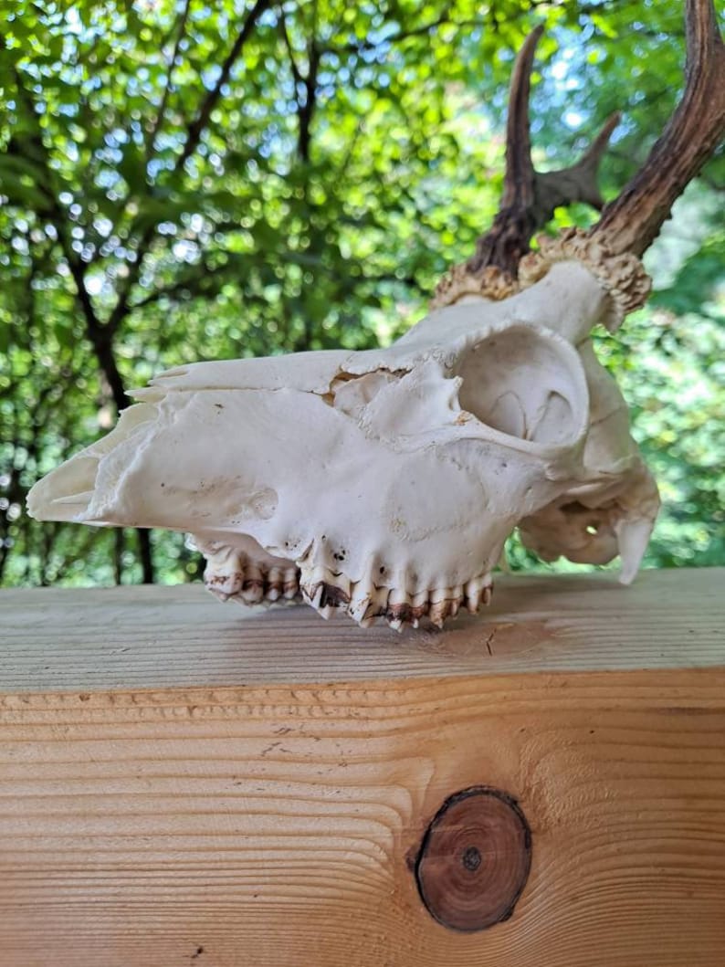 1 Roe Deer Skull Antlers Complete Entire Unsawn Skull Teeth Etsy