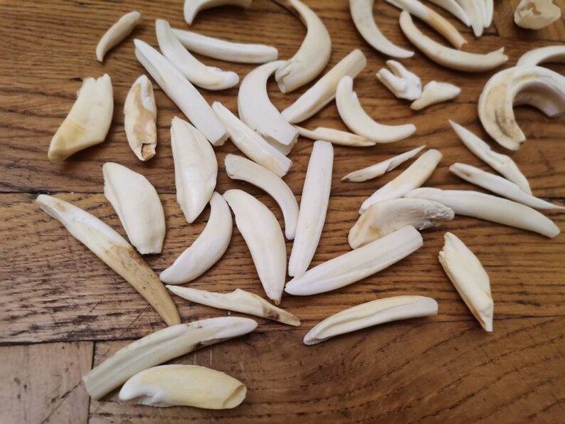 Wild Boar Tusks Set of 46 Sale as Seen in the Photography Etsy