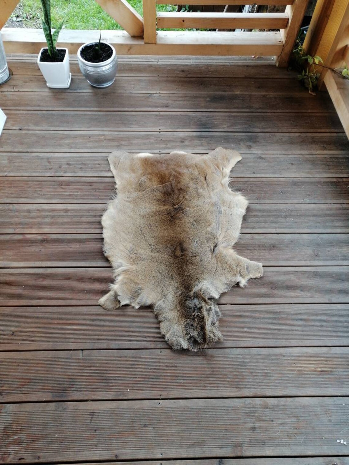 Roe deer skin hide rug winter long hair silverish coat fur Etsy