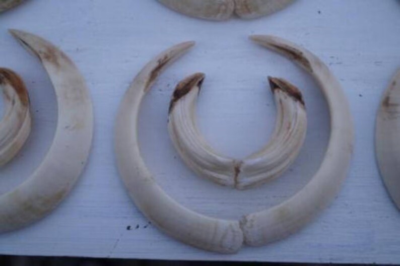 Wild boar tusks 1 set for sale as seen in the photography. | Etsy