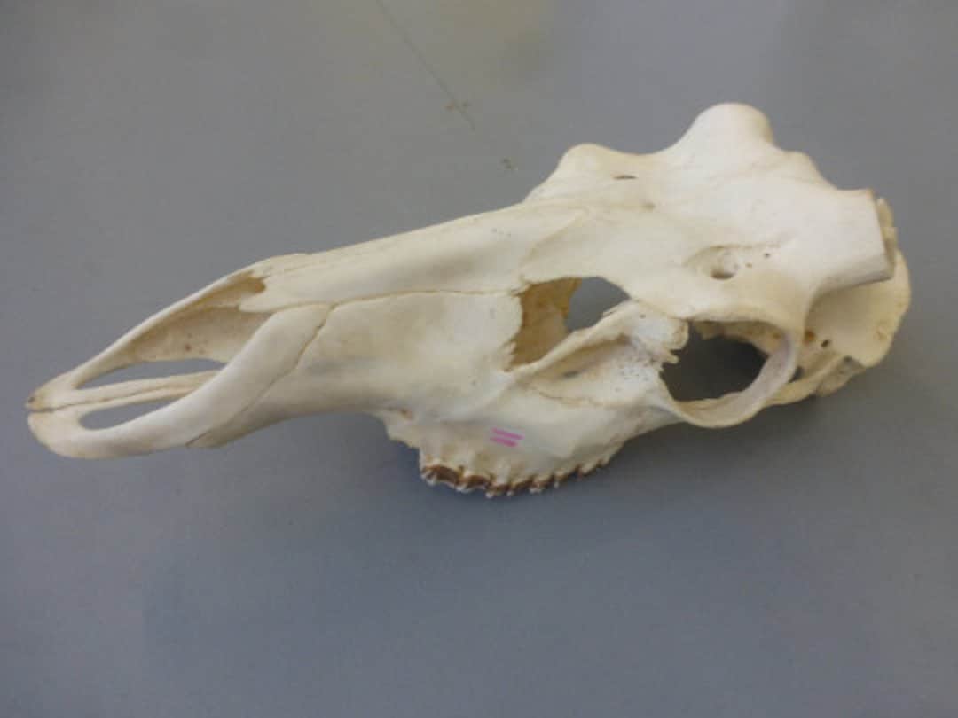 Red Deer Skull Stag Upper Deer Skull cervus Elaphus Complete Jaw