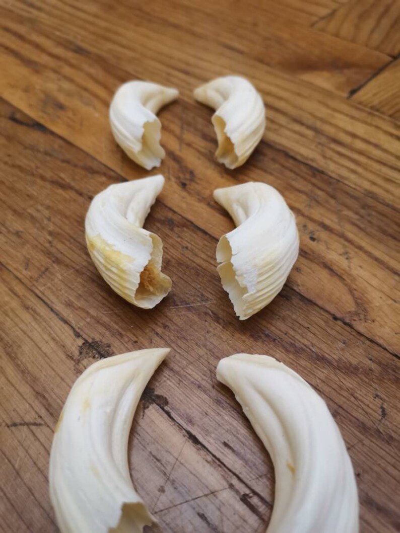 Wild boar tusks set bulk of 8 as seen in the photography. Etsy