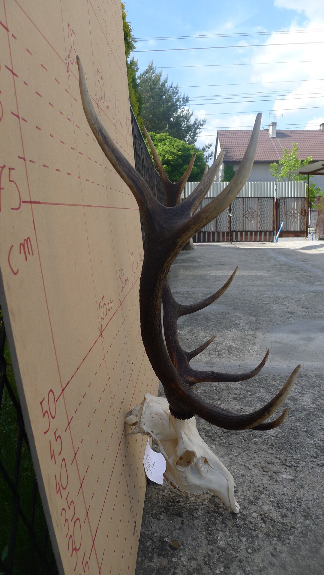 European Red Deer Antlers Skull Ram Bull Horns Sheep Head Home Etsy