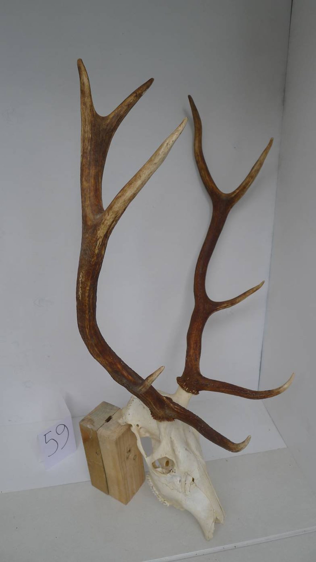 European Red Deer Complete Skull With Antlers Ram Bull Horns