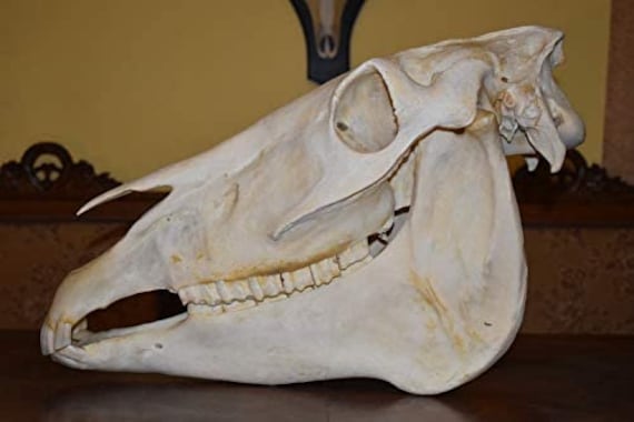Large fully complete horse skull head taxidermy education study garden exhibition home decor gothic shamanic healing ornament ritual object