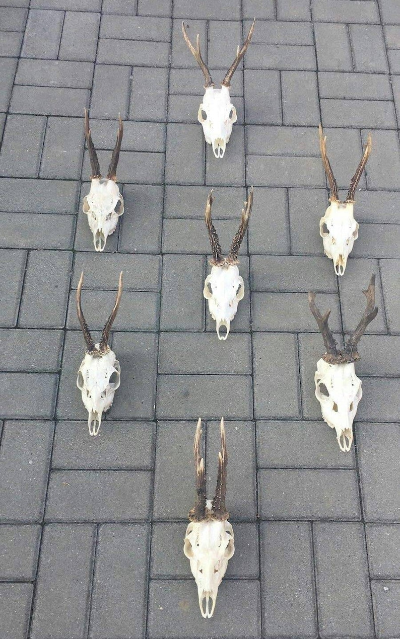 Set of 7 Perfect Roe Deer Skulls Antlers Complete Entire Unsawn Skull Teeth Gothic taxidermy collectible anatomy garden decor exhibit
