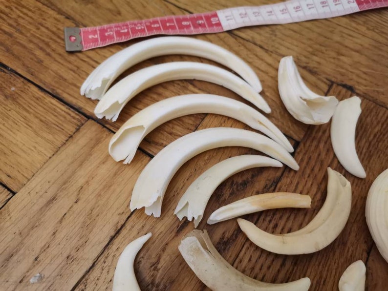 Wild Boar Tusks Set of 46 Sale as Seen in the Photography | Etsy