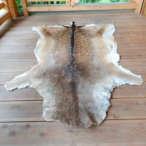 Large Fallow Deer Rug Skin Hide Fur Pelt Hunting House Home - Etsy