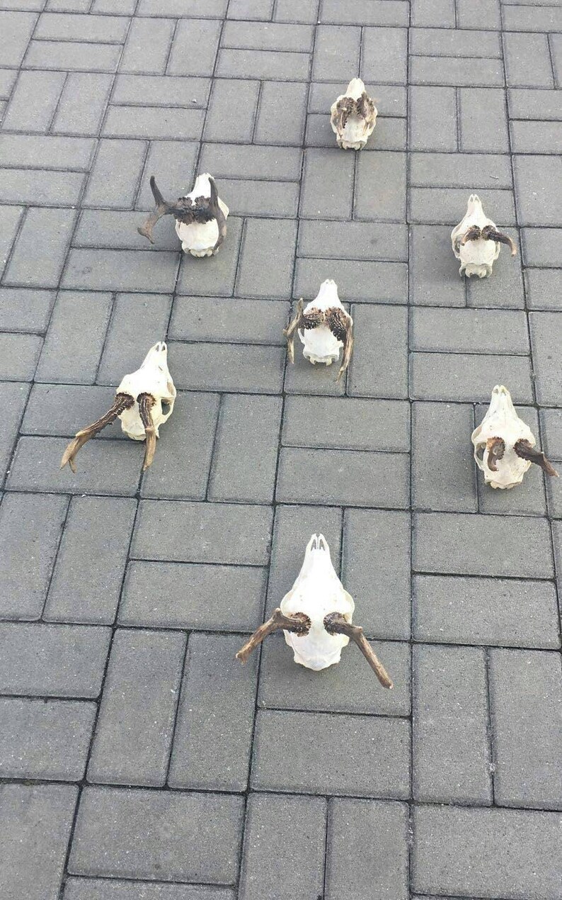 Set of 7 Perfect Roe Deer Skulls Antlers Complete Entire Unsawn Skull Teeth Gothic taxidermy collectible anatomy garden decor exhibit